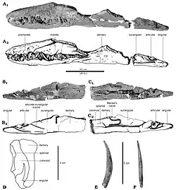 Machoires de l'holotype.