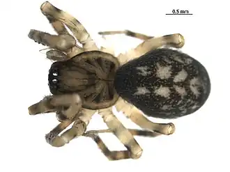 Description de l'image Cryphoeca exlineae 3.jpg.