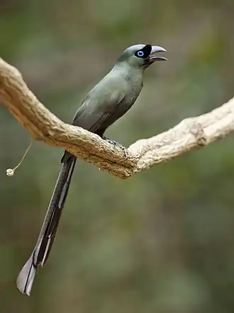 Crypsirina temia