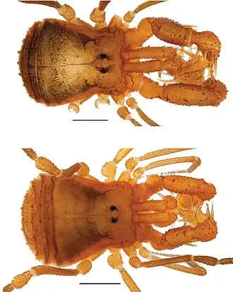 Description de l'image Cryptomaster behemoth male female dorsal.jpg.