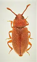 Cryptophilus obliteratus