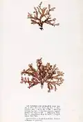 Cryptopleura ramosa, planche de l'herbier des frères Crouan (Pierre-Louis et Hippolyte-Marie).