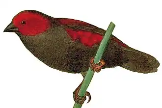 Description de l'image Cryptospiza jacksoni 2.jpg.