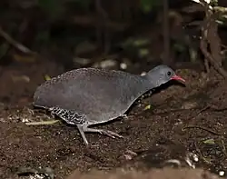 Crypturellus tataupa (Tinamiformes).