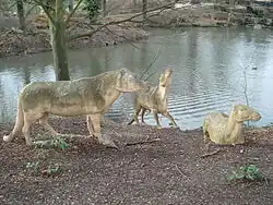 Reconstitution de Anoplotherium (Anoplotheriidae)