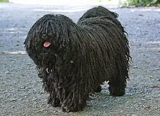 Puli femelle.