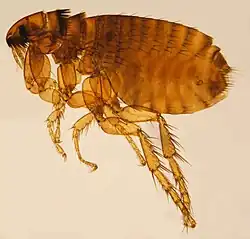 Ctenocephalides felis (Siphonaptera)