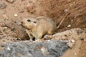 Description de l'image Ctenomys colburni 204747802.jpg.
