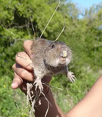 Description de l'image Ctenomys talarum.jpg.