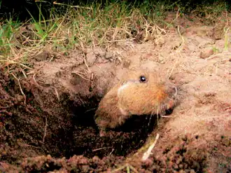Description de l'image Ctenomys torquatus.png.