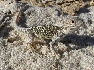 Description de l'image Ctenophorus salimarum.jpg.
