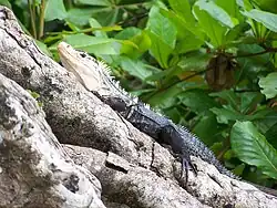 Iguane noir