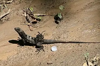 Description de l'image Ctenosaura oedirhina 2264096.jpg.