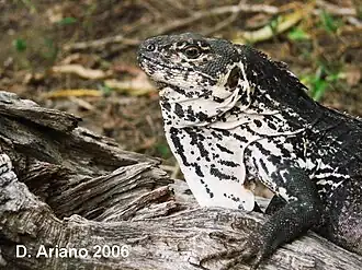 Description de l'image Ctenosaura palearis macho.JPG.