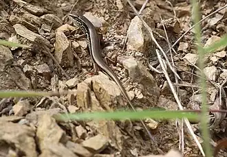Description de l'image Ctenotus arcanus.jpg.