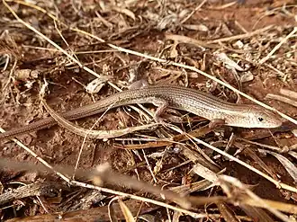 Description de l'image Ctenotus helenae.JPG.