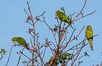 Conure de Cuba