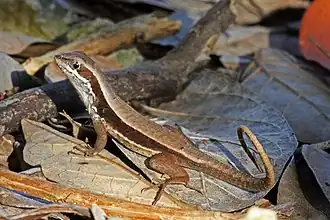 Description de l'image Cuban Side-blotched Curlytail (Leiocephalus macropus) (8591588267).jpg.