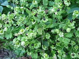 Cucubale couchée.