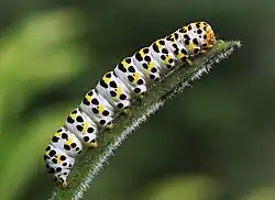 Shargacucullia scrophulariae