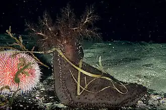 Cucumaria frondosa