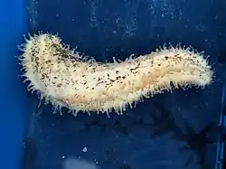 Cucumaria piperata