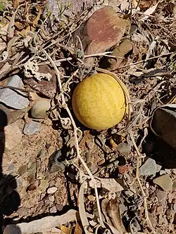 Fruit mûr.