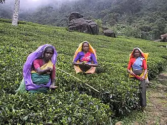 Nuwara Eliya