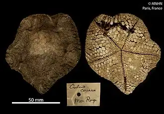 Holotype du MNHN.