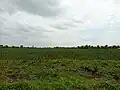 Culture de l'ananas dans l'arrondissement de Tori-Azohoue-Cada