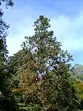 Habitus