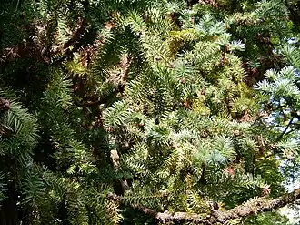 Description de l'image Cunninghamia_lanceolata_-_ramos.jpg.
