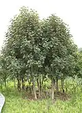 Cunonia capensis