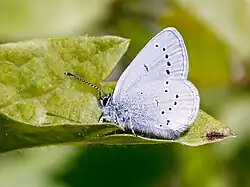 Cupido minimus