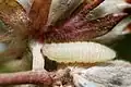 Chenille