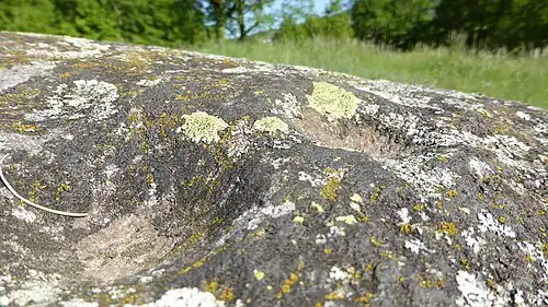 Deux cupules.