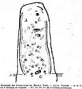Les cupules de l'un des deux menhirs dits du « Gibet des Moines ».
