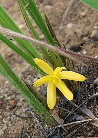 Description de l'image Curculigo scorzonerifolia — João de Deus Medeiros 001.jpg.