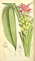 Curcuma australasica