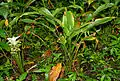 Curcuma longa.