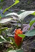 Curcuma roscoeana
