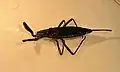 Curicta pronotata, Arizona (États-Unis).