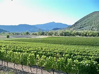 Vignoble.