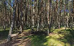 Forêt