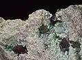 Curpite sur chrysocolle - Mine de Mashamba, Zaïre - (Vue 3&nbsp;cm)