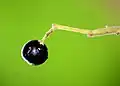 fruit