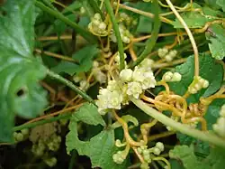Fleurs de la Cuscute champêtre