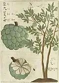 La pomme cannelle