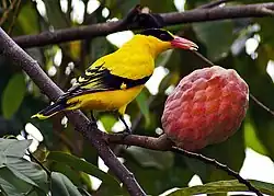 Loriot de Chine et fruit de cœur de bœuf à maturité. Photographie prise en 2007 à Kajang, Selangor, dans l'est de la Malaisie.
