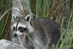 Photo d'un raton laveur.